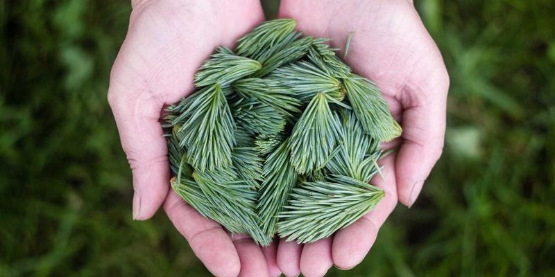 智信医药处方流转平台：如何重塑健康服务、咨询与管理的未来生态